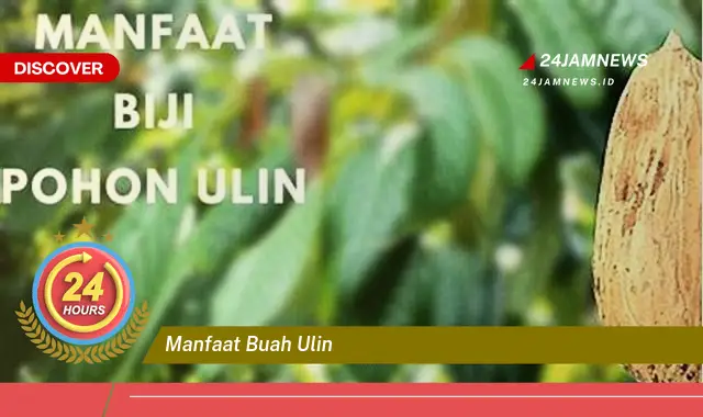 Temukan Manfaat Buah Ulin yang Luar Biasa untuk Kesehatan dan Kecantikan