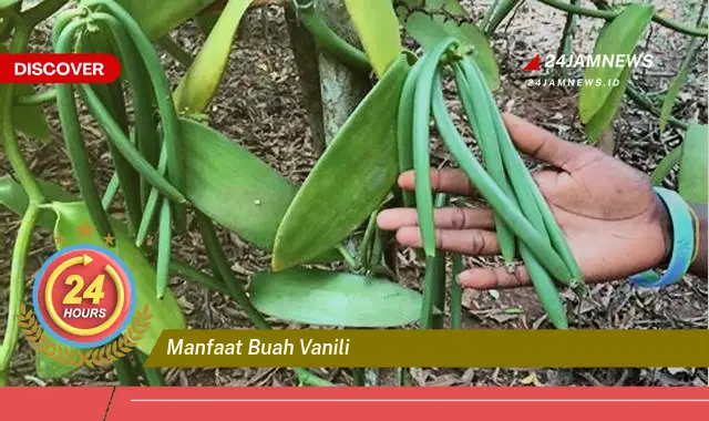 Temukan Manfaat Buah Vanili untuk Kesehatan, Kecantikan, dan Masakan