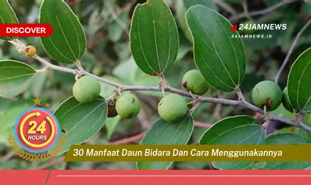 Temukan 30 Manfaat Daun Bidara dan Cara Menggunakannya untuk Kesehatan & Kecantikan Temukan 30 Manfaat Daun Bidara dan Cara Menggunakannya untuk Kesehatan & Kecantikan