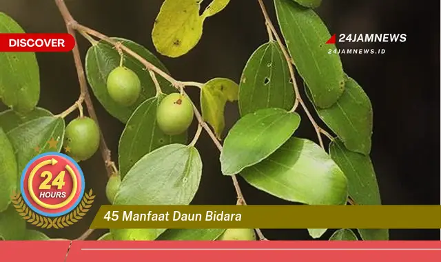 Temukan 45 Manfaat Daun Bidara untuk Kesehatan, Kecantikan, dan Pengobatan Tradisional Temukan 45 Manfaat Daun Bidara untuk Kesehatan, Kecantikan, dan Pengobatan Tradisional