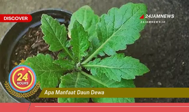 Temukan Manfaat Daun Dewa untuk Kesehatan Anda, Dari Kanker Hingga Stroke Temukan Manfaat Daun Dewa untuk Kesehatan Anda, Dari Kanker Hingga Stroke