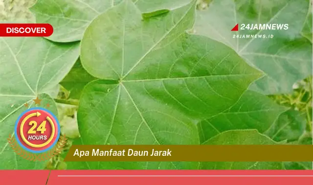 Temukan Manfaat Daun Jarak untuk Kesehatan, Kecantikan, dan Rumah Tangga Temukan Manfaat Daun Jarak untuk Kesehatan, Kecantikan, dan Rumah Tangga