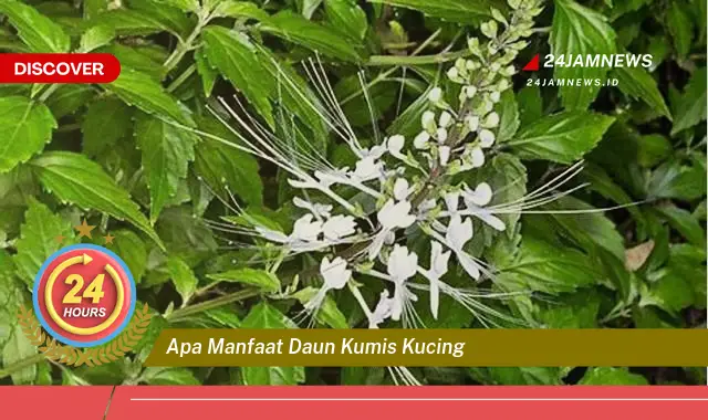 Temukan Manfaat Daun Kumis Kucing untuk Kesehatan Anda Temukan Manfaat Daun Kumis Kucing untuk Kesehatan Anda