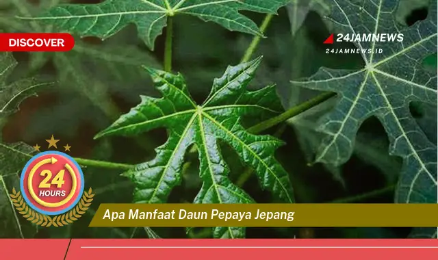 Temukan Manfaat Daun Pepaya Jepang untuk Kesehatan Anda Temukan Manfaat Daun Pepaya Jepang untuk Kesehatan Anda