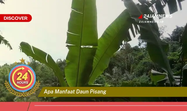 Temukan Manfaat Daun Pisang, Untuk Kesehatan, Kecantikan, dan Kehidupan Sehari,hari Temukan Manfaat Daun Pisang, Untuk Kesehatan, Kecantikan, dan Kehidupan Sehari,hari