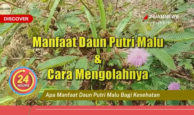 Temukan Manfaat Daun Putri Malu untuk Kesehatan Tubuh Anda Temukan Manfaat Daun Putri Malu untuk Kesehatan Tubuh Anda