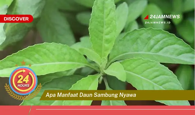 Temukan Manfaat Daun Sambung Nyawa untuk Kesehatan Anda Temukan Manfaat Daun Sambung Nyawa untuk Kesehatan Anda
