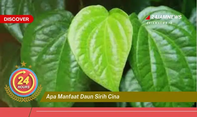 Temukan Manfaat Daun Sirih Cina untuk Kesehatan Tubuh Anda Temukan Manfaat Daun Sirih Cina untuk Kesehatan Tubuh Anda