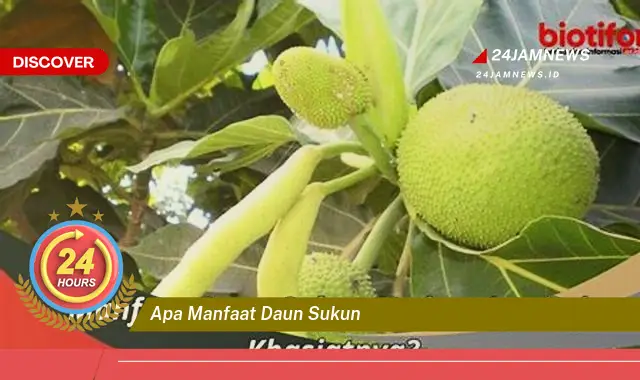 Temukan Manfaat Daun Sukun untuk Kesehatan, Kecantikan, dan Lainnya Temukan Manfaat Daun Sukun untuk Kesehatan, Kecantikan, dan Lainnya