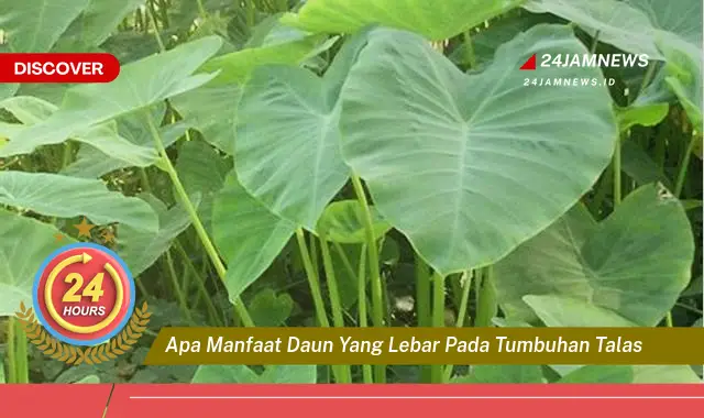 Temukan Manfaat Daun Lebar Tumbuhan Talas, Kunci Pertumbuhan dan Keindahannya Temukan Manfaat Daun Lebar Tumbuhan Talas, Kunci Pertumbuhan dan Keindahannya