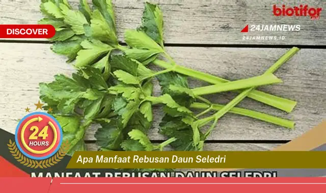 Temukan Manfaat Rebusan Daun Seledri untuk Kesehatan Tubuh Anda Temukan Manfaat Rebusan Daun Seledri untuk Kesehatan Tubuh Anda