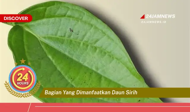 Temukan Manfaat Daun Sirih, Bagian yang Bisa Dimanfaatkan untuk Kesehatan dan Kecantikan Temukan Manfaat Daun Sirih, Bagian yang Bisa Dimanfaatkan untuk Kesehatan dan Kecantikan