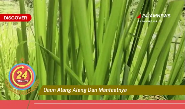 Temukan Manfaat Daun Alang,Alang untuk Kesehatan Anda yang Luar Biasa Temukan Manfaat Daun Alang,Alang untuk Kesehatan Anda yang Luar Biasa