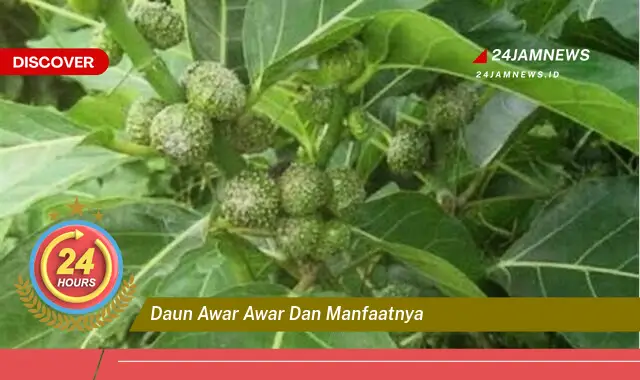 Temukan Manfaat Daun Awar,Awar untuk Kesehatan dan Kecantikan Anda Temukan Manfaat Daun Awar,Awar untuk Kesehatan dan Kecantikan Anda