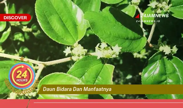 Temukan Manfaat Daun Bidara untuk Kesehatan, Kecantikan, dan Pengobatan Tradisional Temukan Manfaat Daun Bidara untuk Kesehatan, Kecantikan, dan Pengobatan Tradisional