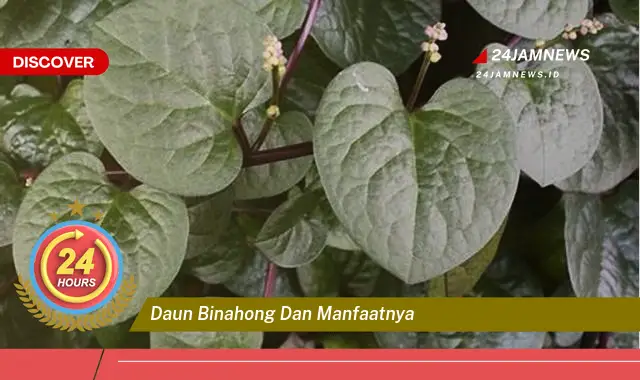 Temukan Manfaat Daun Binahong untuk Kesehatan dan Kecantikan Anda Temukan Manfaat Daun Binahong untuk Kesehatan dan Kecantikan Anda