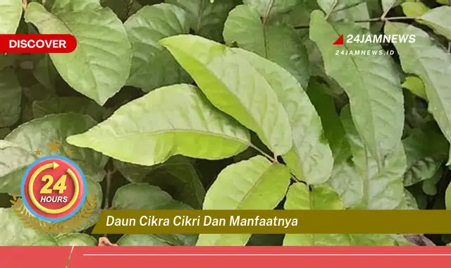 Temukan Manfaat Daun Cikra Cikri untuk Kesehatan Anda Temukan Manfaat Daun Cikra Cikri untuk Kesehatan Anda