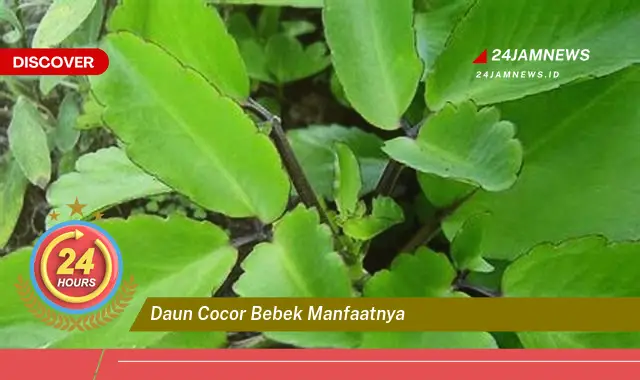 Temukan Manfaat Daun Cocor Bebek untuk Kesehatan dan Kecantikan Anda Temukan Manfaat Daun Cocor Bebek untuk Kesehatan dan Kecantikan Anda
