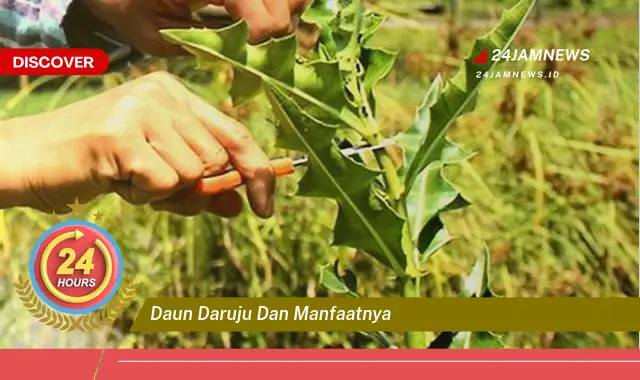 Temukan Manfaat Daun Daruju untuk Kesehatan dan Kecantikan Temukan Manfaat Daun Daruju untuk Kesehatan dan Kecantikan