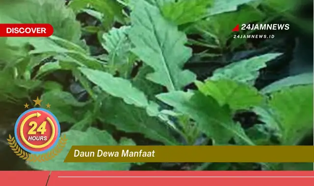 Temukan Manfaat Daun Dewa untuk Kesehatan,  Obat Herbal Alami yang Ampuh