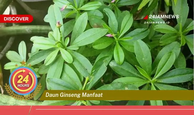 Temukan Manfaat Daun Ginseng untuk Kesehatan Tubuh Anda Temukan Manfaat Daun Ginseng untuk Kesehatan Tubuh Anda