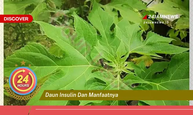 Temukan Manfaat Daun Insulin untuk Kesehatan Anda yang Menakjubkan Temukan Manfaat Daun Insulin untuk Kesehatan Anda yang Menakjubkan