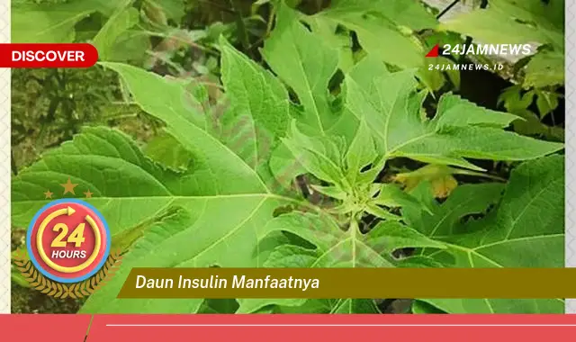 Temukan Manfaat Daun Insulin untuk Kesehatan Anda Temukan Manfaat Daun Insulin untuk Kesehatan Anda