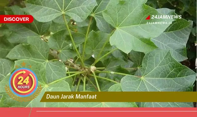 Temukan Manfaat Daun Jarak untuk Kesehatan, Kecantikan, dan Lainnya Temukan Manfaat Daun Jarak untuk Kesehatan, Kecantikan, dan Lainnya