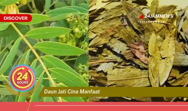 Temukan Manfaat Daun Jati Cina untuk Menurunkan Berat Badan Secara Alami dan Efektif Temukan Manfaat Daun Jati Cina untuk Menurunkan Berat Badan Secara Alami dan Efektif