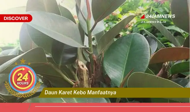 Temukan Manfaat Daun Karet Kebo untuk Kesehatan dan Kecantikan Temukan Manfaat Daun Karet Kebo untuk Kesehatan dan Kecantikan