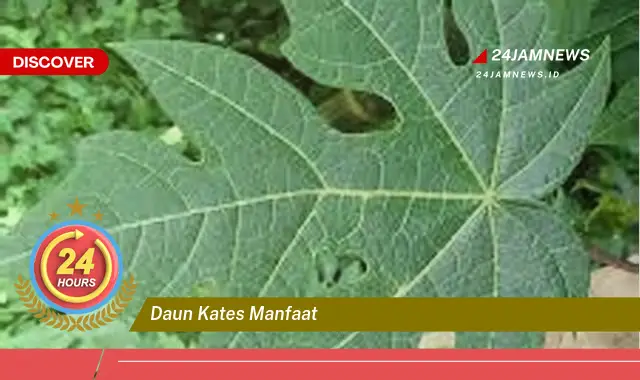 Temukan Manfaat Daun Kates untuk Kesehatan, Kecantikan, dan Lainnya