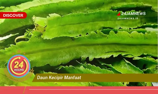 Temukan Manfaat Daun Kecipir untuk Kesehatan Tubuh Anda Temukan Manfaat Daun Kecipir untuk Kesehatan Tubuh Anda