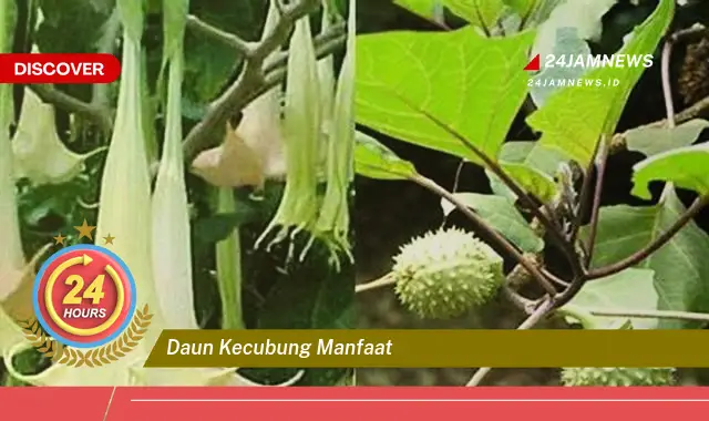 Temukan Manfaat Daun Kecubung untuk Kesehatan dan Kecantikan