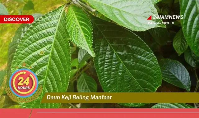 Temukan Manfaat Daun Keji Beling untuk Kesehatan Anda Temukan Manfaat Daun Keji Beling untuk Kesehatan Anda