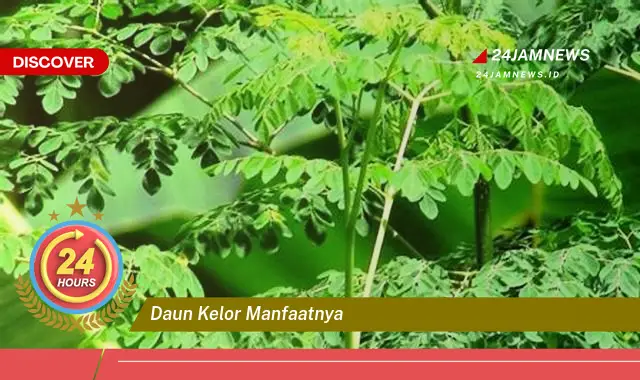 Temukan Manfaat Daun Kelor untuk Kesehatan, Kecantikan, dan Lainnya Temukan Manfaat Daun Kelor untuk Kesehatan, Kecantikan, dan Lainnya
