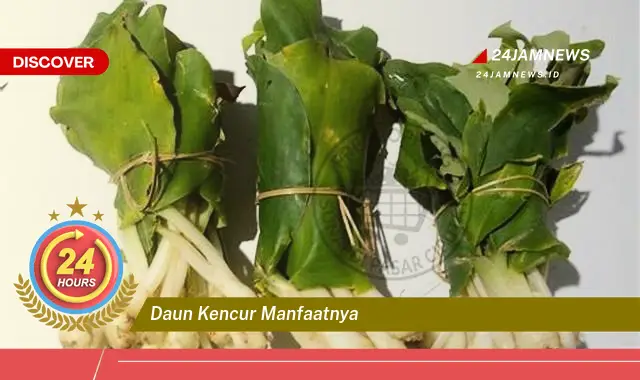 Temukan Manfaat Daun Kencur untuk Kesehatan, Dari Mengatasi Batuk Hingga Meningkatkan Imunitas Temukan Manfaat Daun Kencur untuk Kesehatan, Dari Mengatasi Batuk Hingga Meningkatkan Imunitas