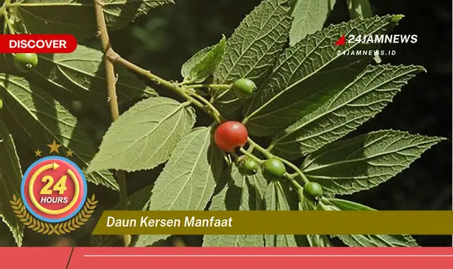 Temukan Manfaat Daun Kersen untuk Kesehatan Anda yang Luar Biasa Temukan Manfaat Daun Kersen untuk Kesehatan Anda yang Luar Biasa