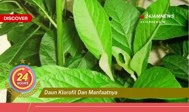 Temukan Manfaat Daun Klorofil untuk Kesehatan dan Kecantikan Anda Temukan Manfaat Daun Klorofil untuk Kesehatan dan Kecantikan Anda