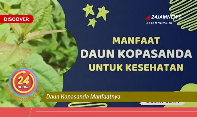 Temukan Manfaat Daun Kopasanda untuk Kesehatan Anda Temukan Manfaat Daun Kopasanda untuk Kesehatan Anda