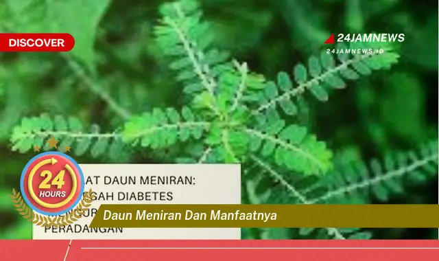 Temukan Manfaat Daun Meniran untuk Kesehatan Tubuh Anda Temukan Manfaat Daun Meniran untuk Kesehatan Tubuh Anda