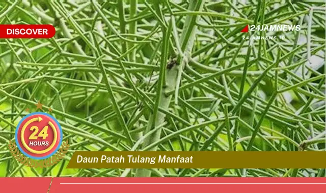 Temukan Manfaat Daun Patah Tulang untuk Kesehatan Anda