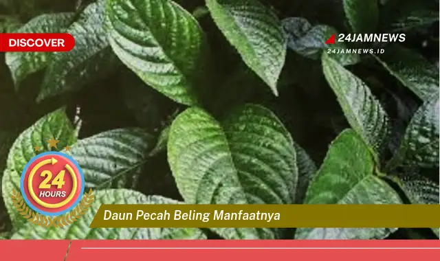 Temukan Manfaat Daun Pecah Beling untuk Kesehatan Anda Temukan Manfaat Daun Pecah Beling untuk Kesehatan Anda