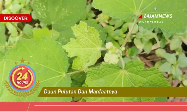 Temukan Manfaat Daun Pulutan untuk Kesehatan dan Kecantikan Temukan Manfaat Daun Pulutan untuk Kesehatan dan Kecantikan