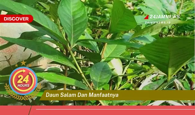Temukan Manfaat Daun Salam untuk Kesehatan Tubuh Anda Temukan Manfaat Daun Salam untuk Kesehatan Tubuh Anda