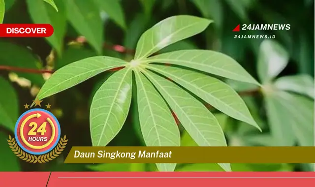 Temukan Manfaat Daun Singkong untuk Kesehatan, Dari Nutrisi Hingga Pengobatan Tradisional Temukan Manfaat Daun Singkong untuk Kesehatan, Dari Nutrisi Hingga Pengobatan Tradisional