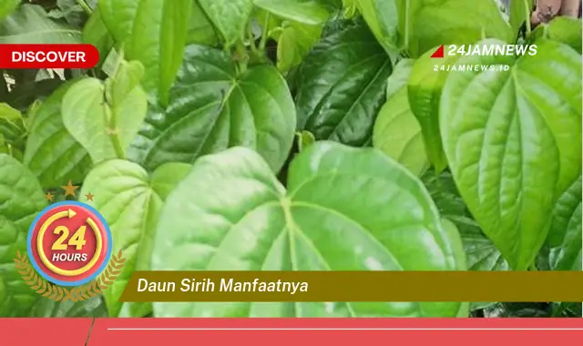 Temukan Manfaat Daun Sirih untuk Kesehatan, Kecantikan, dan Lainnya Temukan Manfaat Daun Sirih untuk Kesehatan, Kecantikan, dan Lainnya
