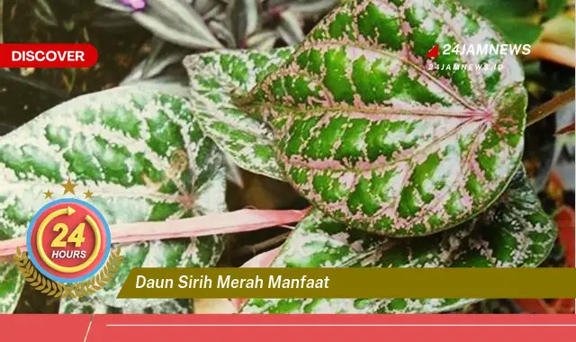 Temukan Manfaat Daun Sirih Merah untuk Kesehatan Tubuh Anda