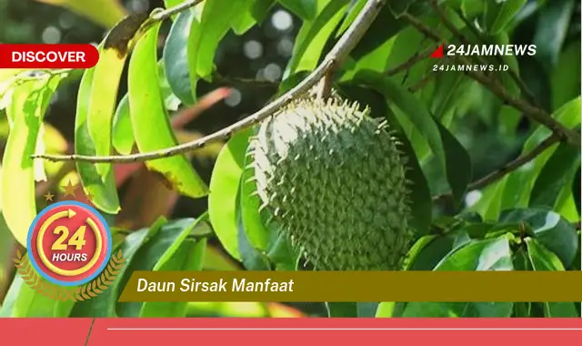 Temukan Manfaat Daun Sirsak untuk Kesehatan Tubuh Anda Temukan Manfaat Daun Sirsak untuk Kesehatan Tubuh Anda