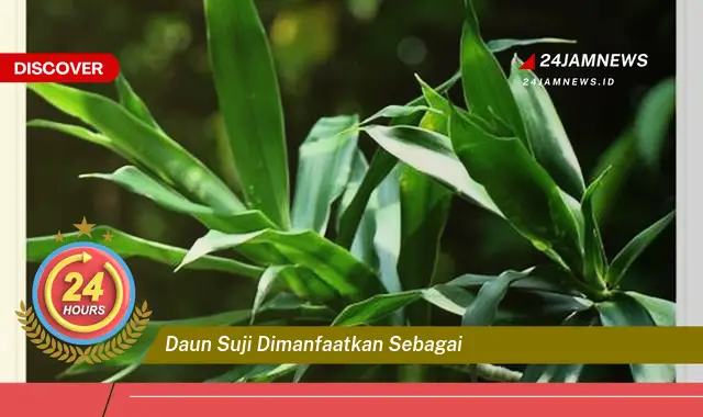 Temukan Manfaat Daun Suji, Pewarna Alami, Aroma Harum, dan Khasiat Kesehatan