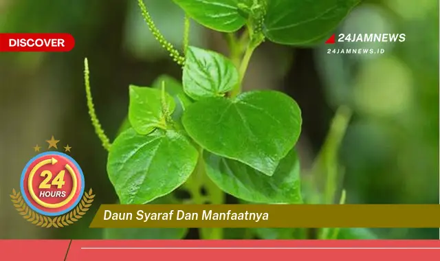 Temukan Manfaat Daun Syaraf untuk Kesehatan Anda Secara Alami Temukan Manfaat Daun Syaraf untuk Kesehatan Anda Secara Alami